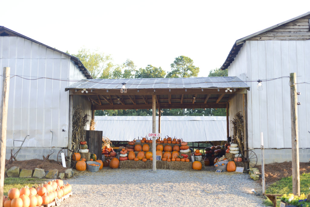 Friday Favorites: Currently for Fall