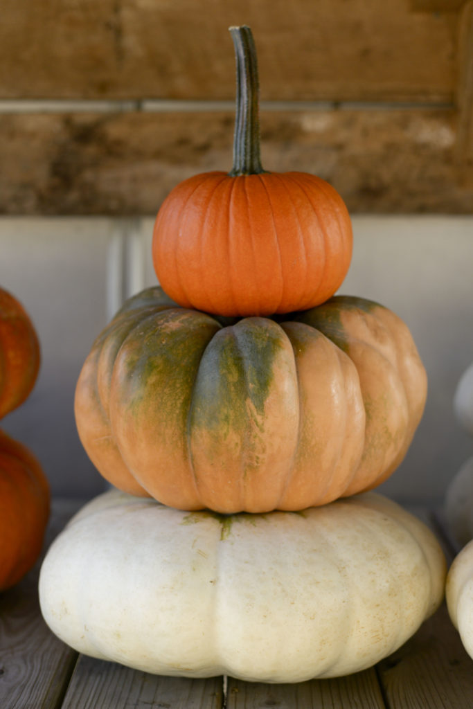 The Perfect Pumpkin Patch
