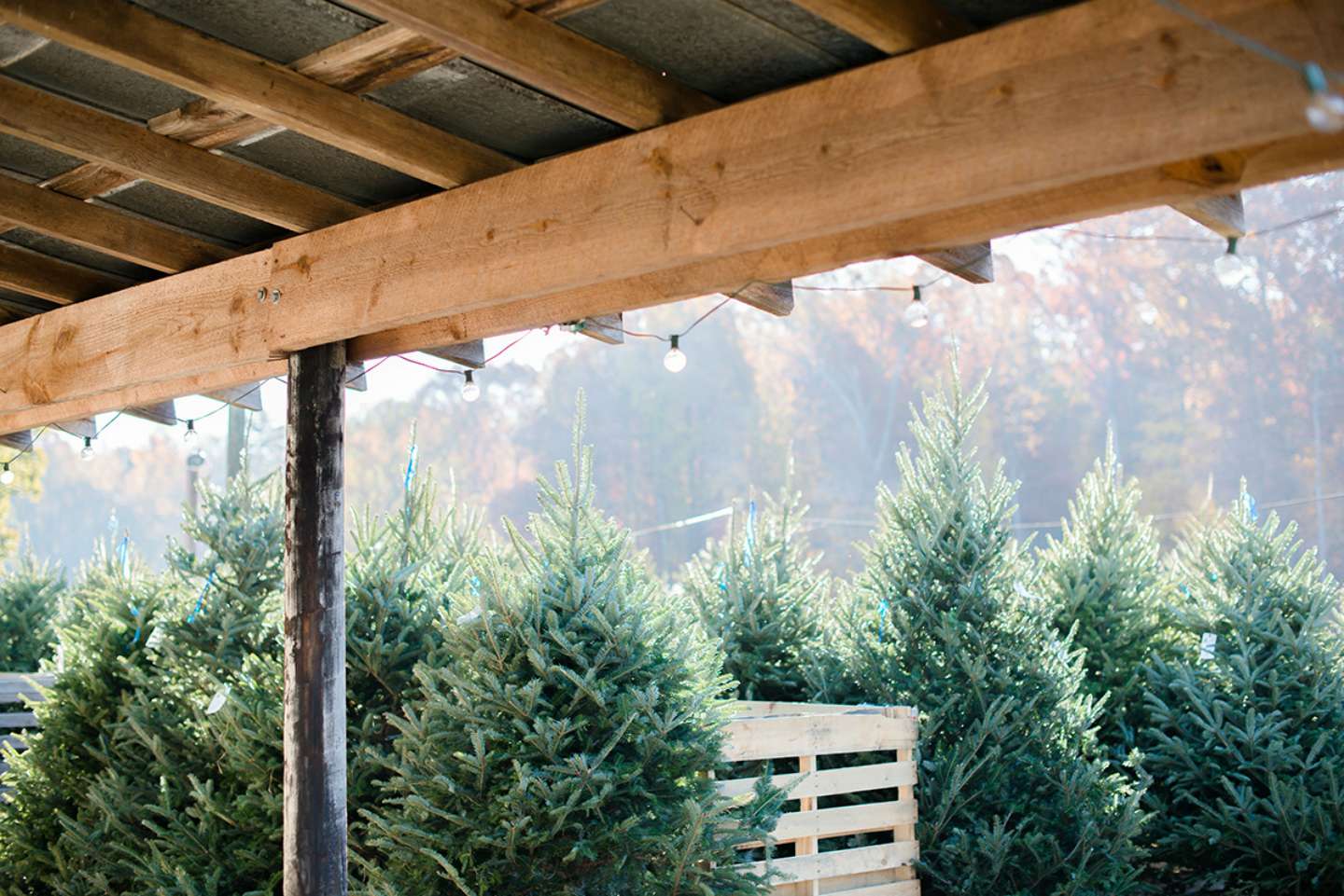 Holiday Style at the Family Farm on Avent Ferry - I'm Fixin' To - @mbg0112