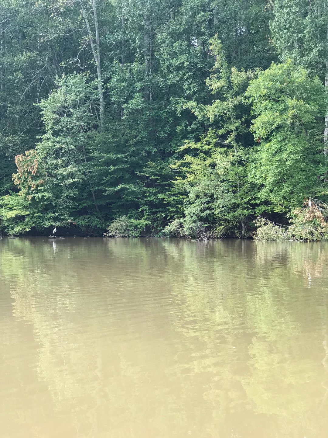 North Carolina Favorite: Kayaking Lake Brandt with REI - I'm Fixin' To - @mbg0112