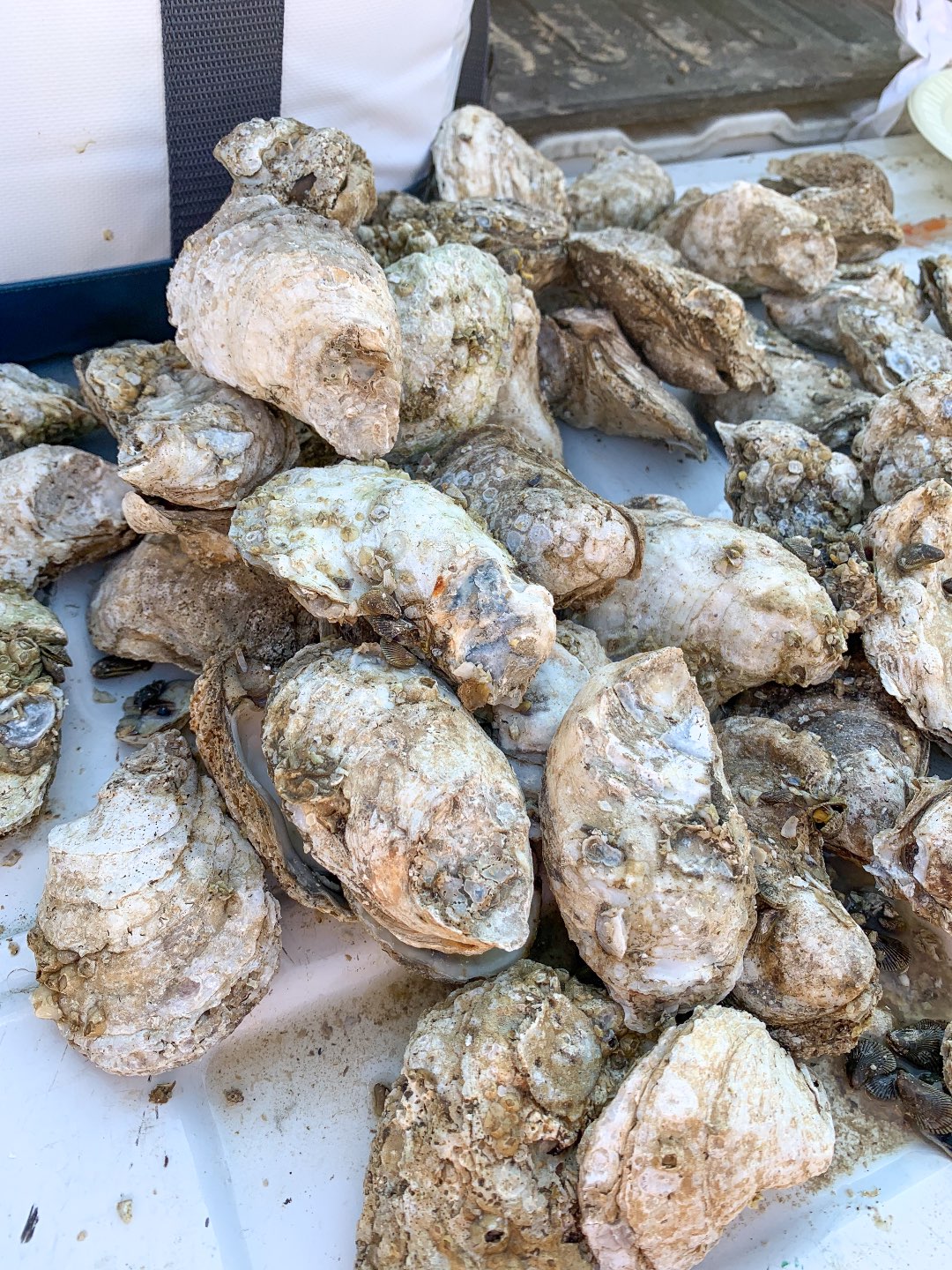 Eastern North Carolina Favorite: Last Saturday Oyster Roast - I'm Fixin' To - @mbg0112 | Last Saturday Oyster Roast in Jackson NC review featured by top North Carolina blogger, I'm Fixin' To