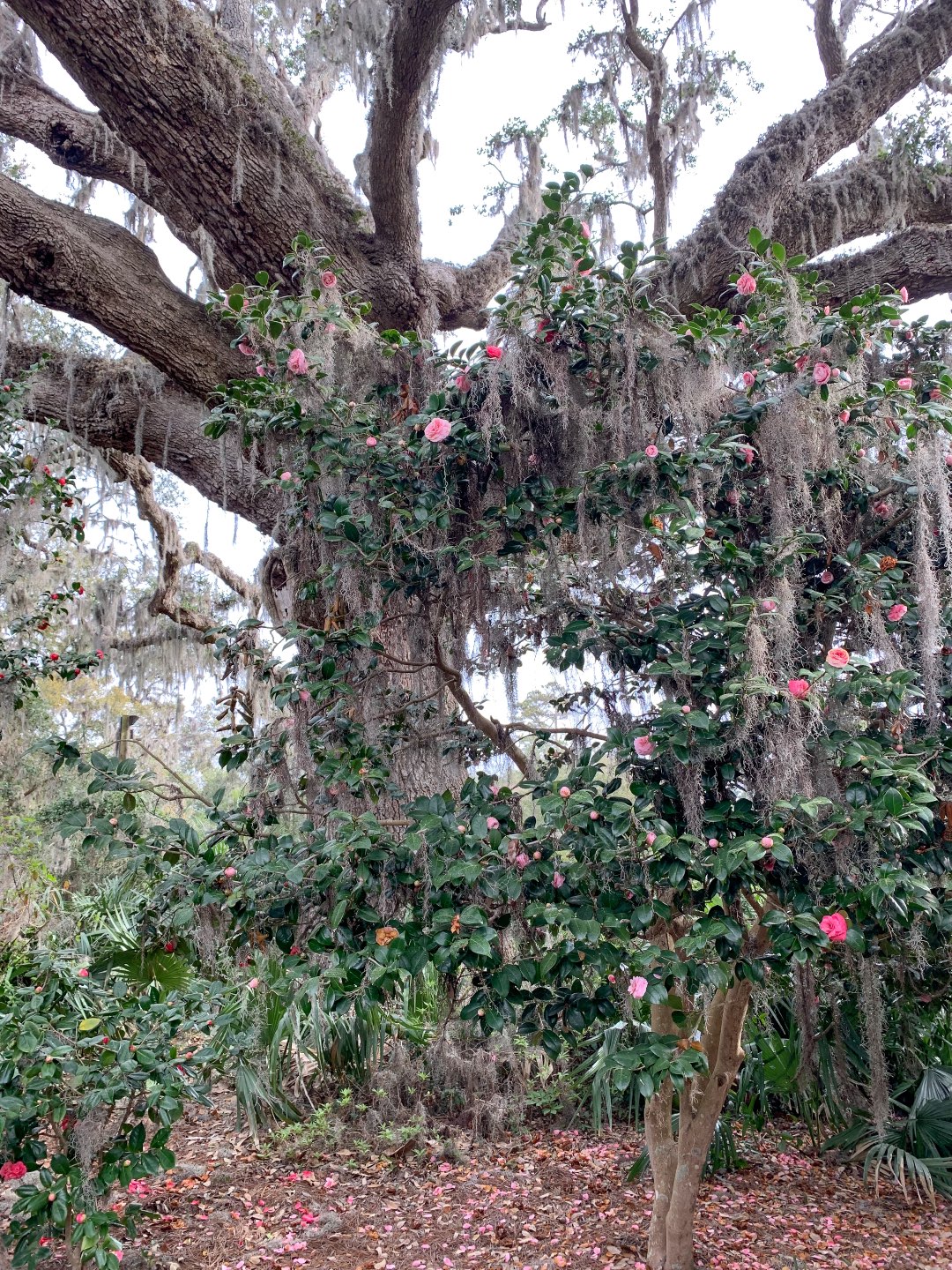 10 Awesome Things to Do in Wilmington NC - I'm Fixin' To - @mbg0112