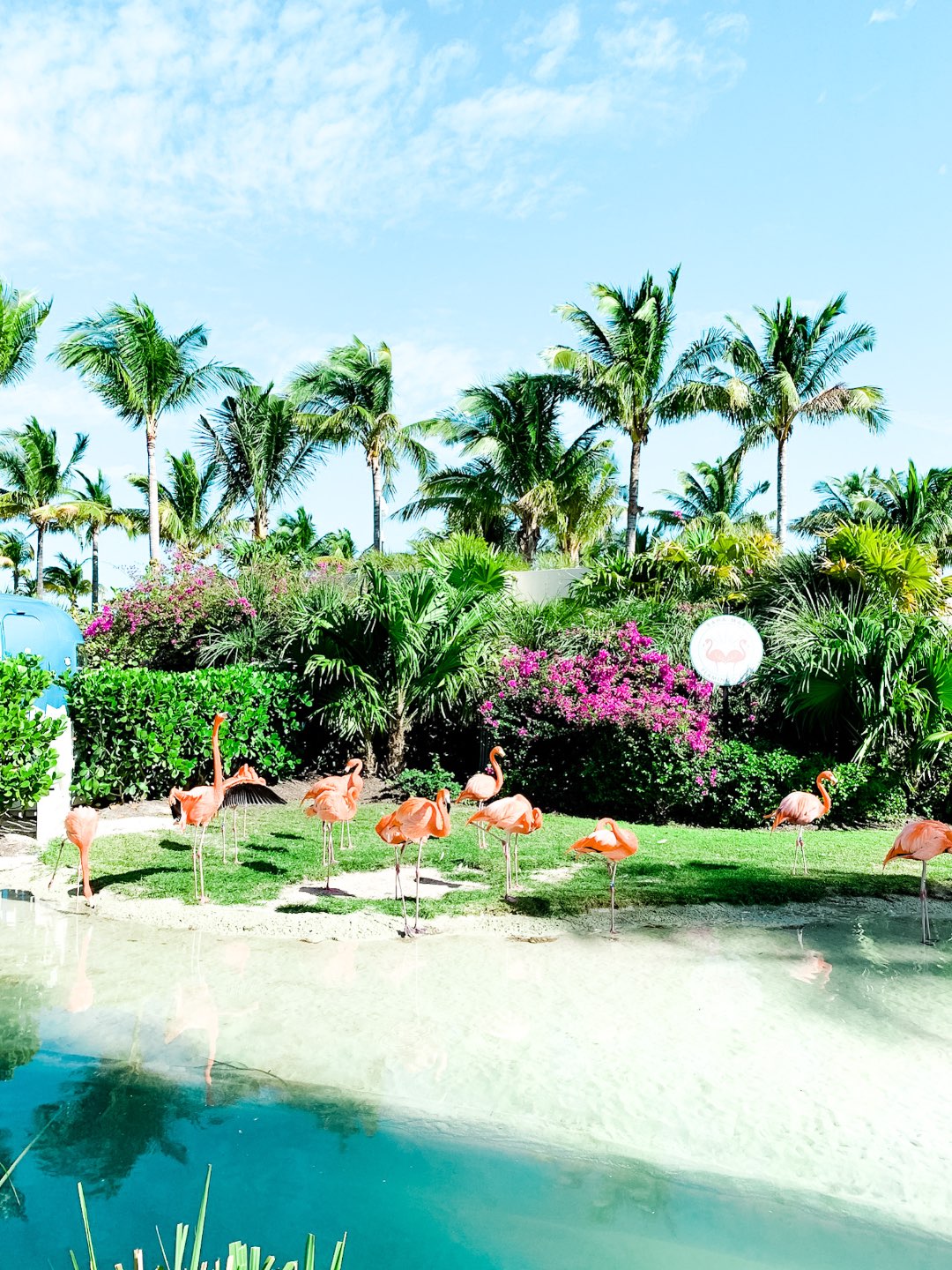 Warming Up in the Bahamas: the Best Things to Do at Baha Mar - I'm Fixin' To - @mbg0112 | Warming Up in the Bahamas: the Best Things to Do in Baha Mar by popular North Carolina travel blog, I'm Fixin' To: image of flamingos. 