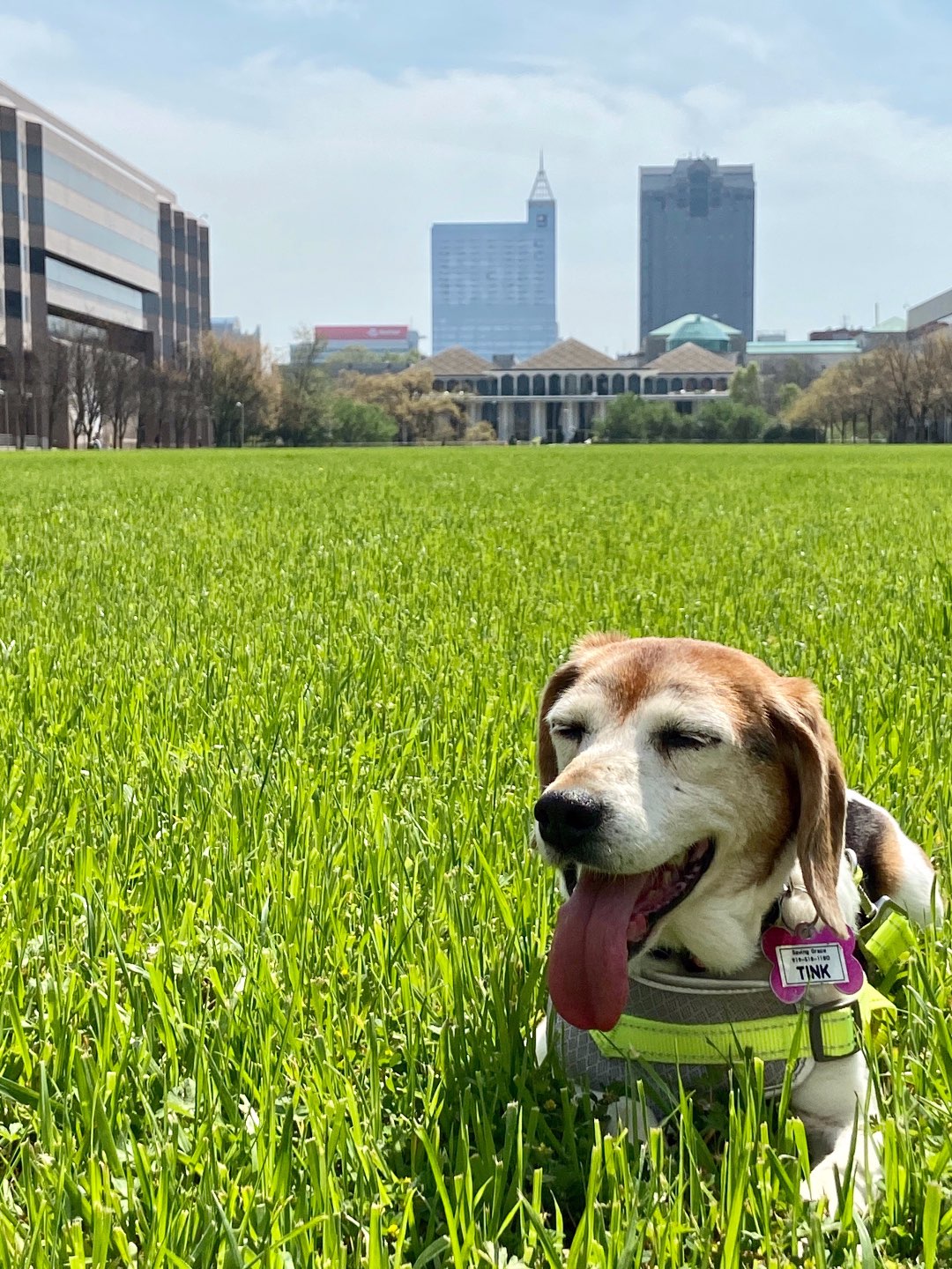 How to Make the Most of Your Time by popular N.C. lifestyle blog, I'm Fixin' To: image of a dog laying in the grass.