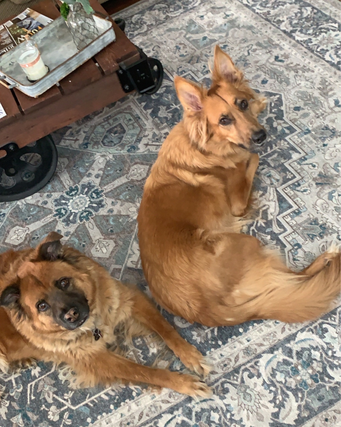 5 Recent Favorite Influenced Purchases - I'm Fixin' To - @mbg0112 | Favorite Purchases by popular N.C. life and style blog, I'm FIxin' To: image of two dogs sitting on a Ruggable Hendesi Heriz Abalone Rug.