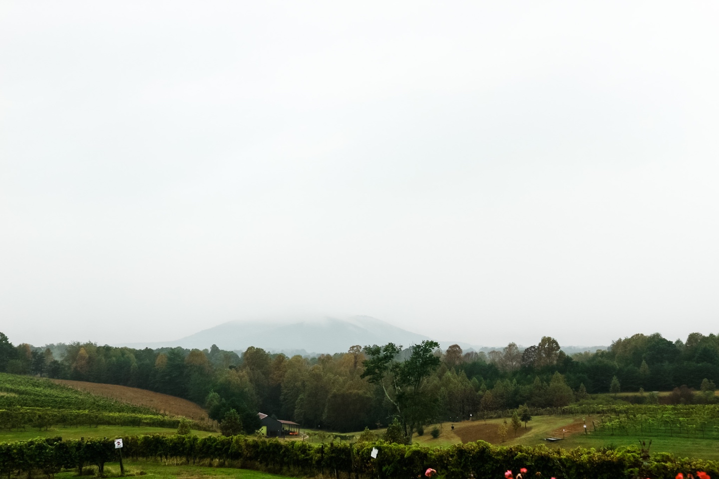 Western NC Wineries: 6 Wineries to Visit During your Next Girls' Weekend - I'm Fixin' To - @mbg0112 | Western NC Wineries by popular NC blog, I'm Fixin' To: image of Shelton Vineyard. 