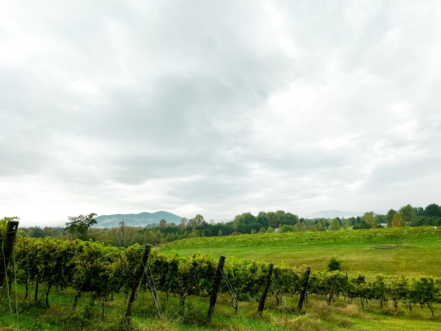 Western NC Wineries: 6 Wineries to Visit During your Next Girls' Weekend - I'm Fixin' To - @mbg0112 |Western NC Wineries by popular NC blog, I'm Fixin' To: image of Round Peak Vineyards. 