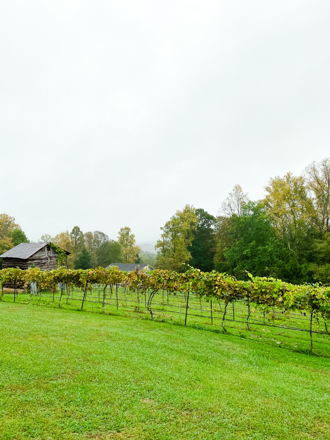 Western NC Wineries: 6 Wineries to Visit During your Next Girls' Weekend - I'm Fixin' To - @mbg0112 |Western NC Wineries by popular NC blog, I'm Fixin' To: image of Carolina Heritage Vineyard and Winery. 