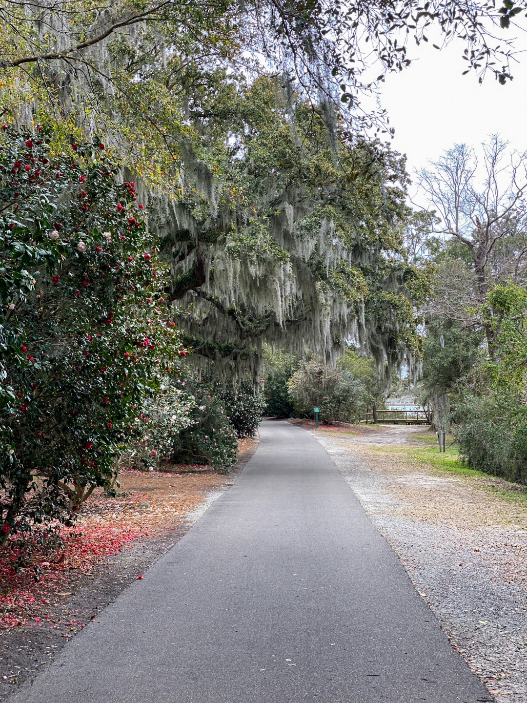 A Spring Weekend in Wilmington, NC: the Best Things to Do - I'm Fixin' To - @imfixintoblog |Weekend in Wilmington by popular NC travel blog, I'm Fixin' To: image of a paved walking path in Airlie Gardens. 