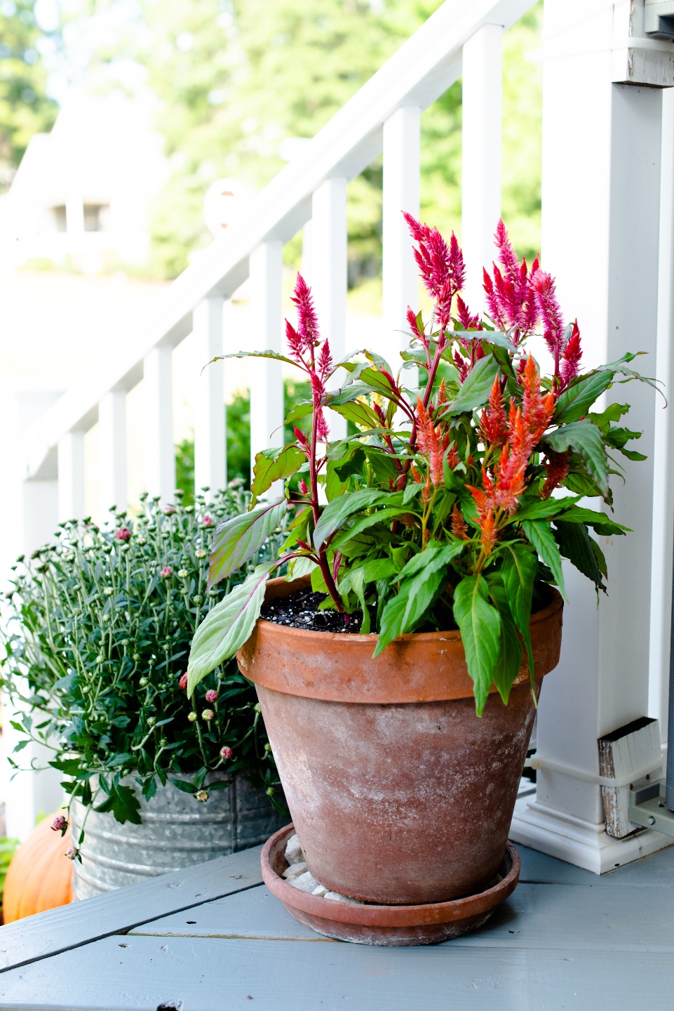 Fall Front Porch Decor with Fairview Garden Center featured by top Raleigh blogger, I'm Fixin' To