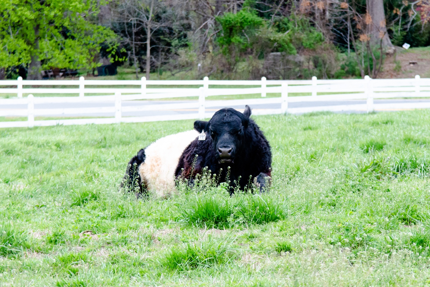 Day Trip Guide: the Best Things to Do in Fearrington Village - I'm Fixin' To - @imfixintoblog