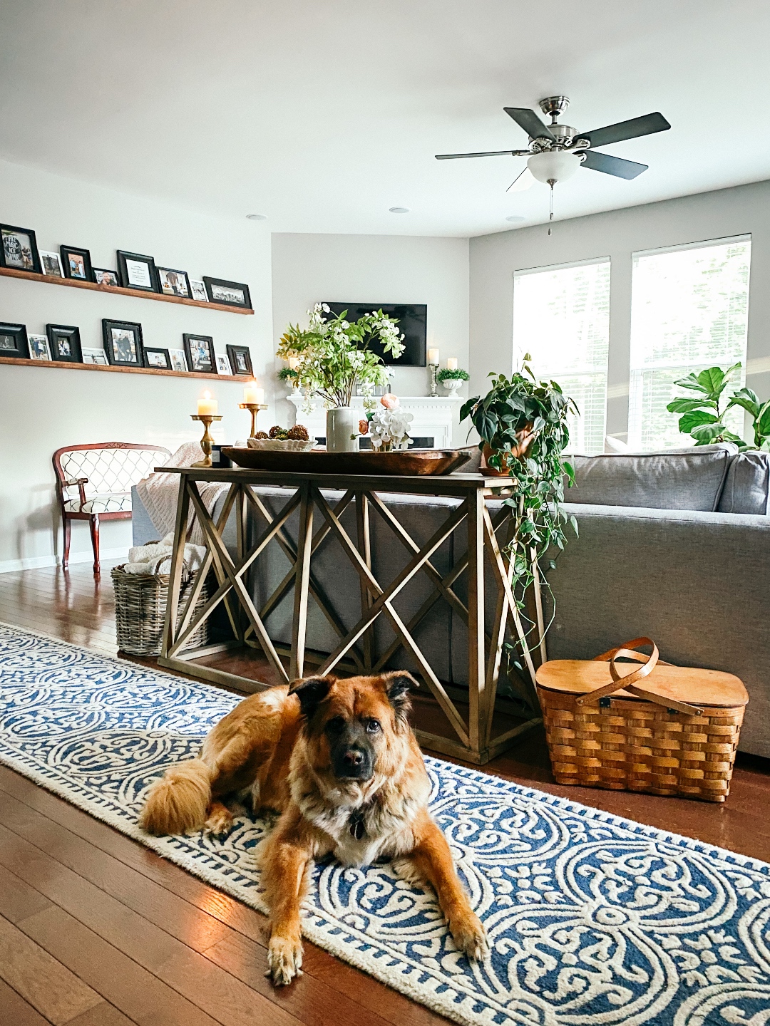 dog with 5 Years in Our Ranch