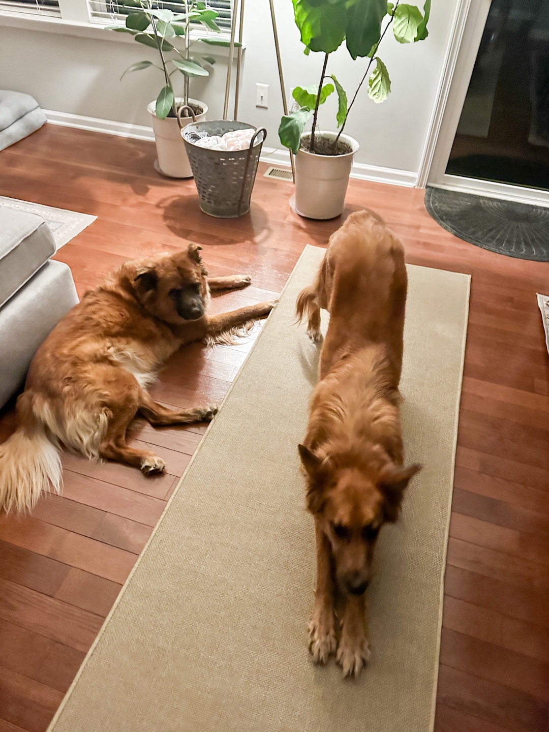 two dogs on the floor