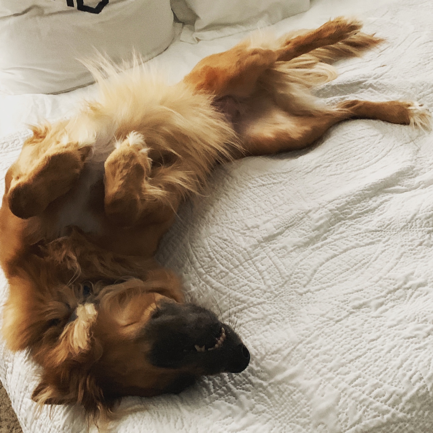 lovely dog