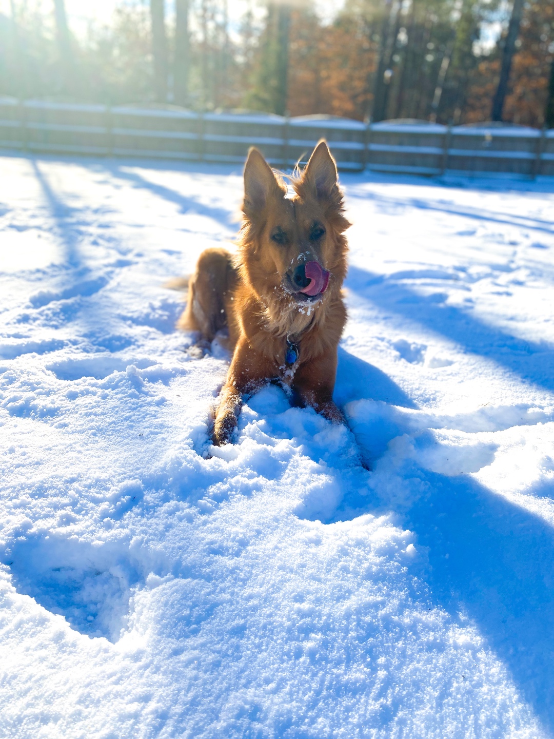 dog snow play