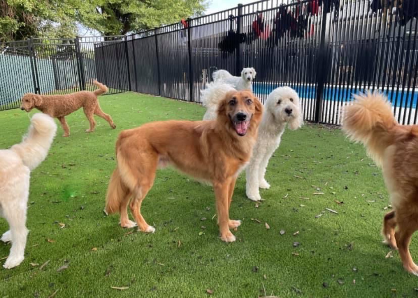 dogs playing