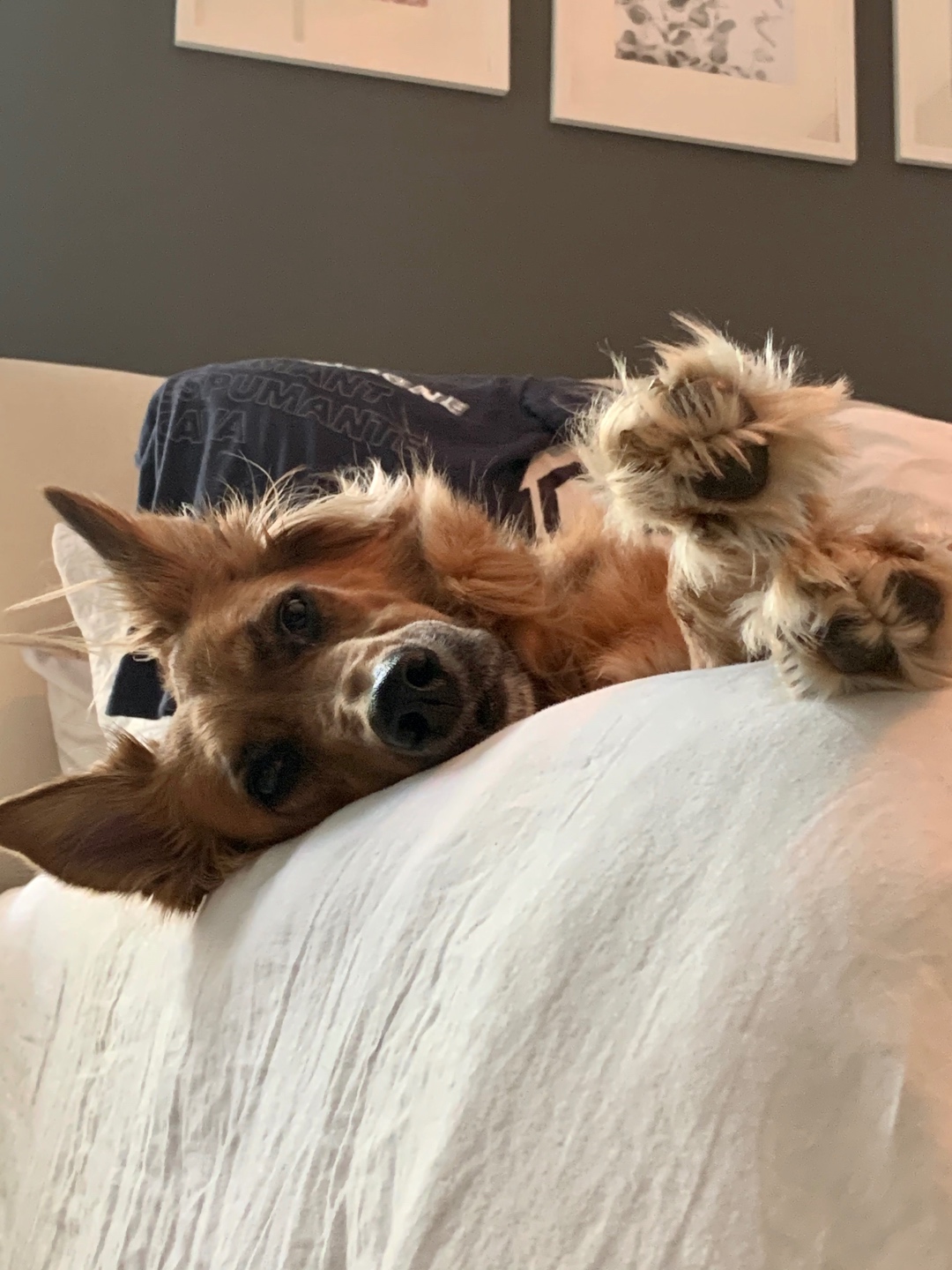dog snuggles