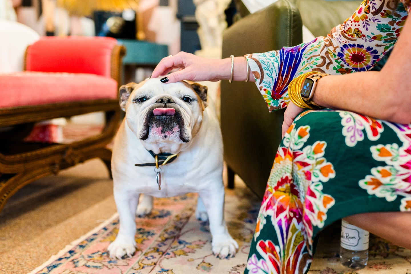 English Bulldog tongue out