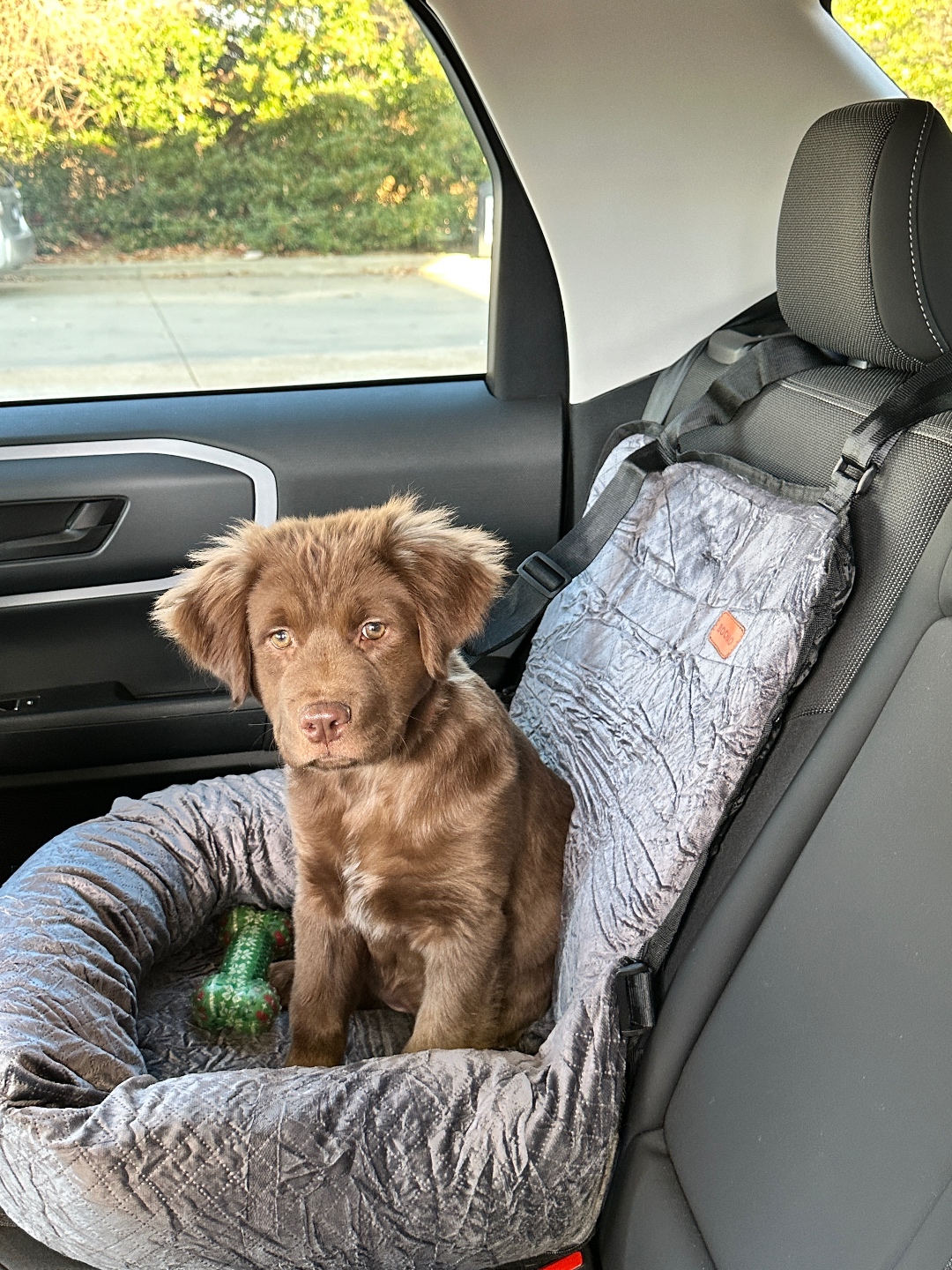 Amazon Dog Seat Amazon Dog Seat | Things I Bought & Loved in November 2023