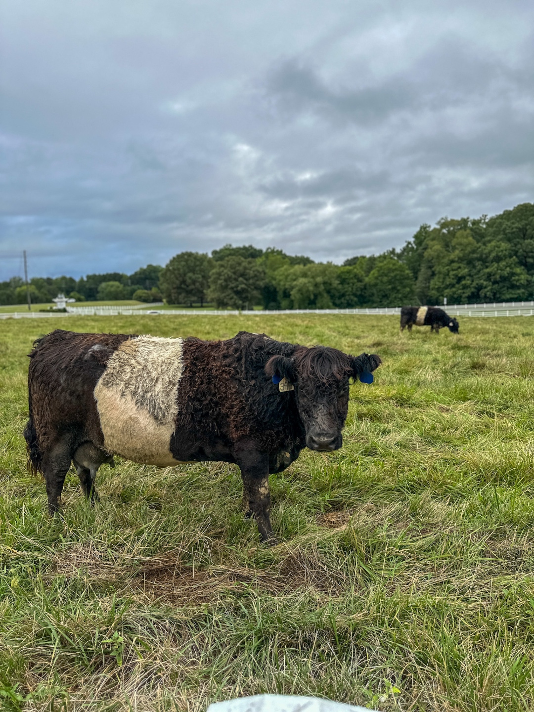belties