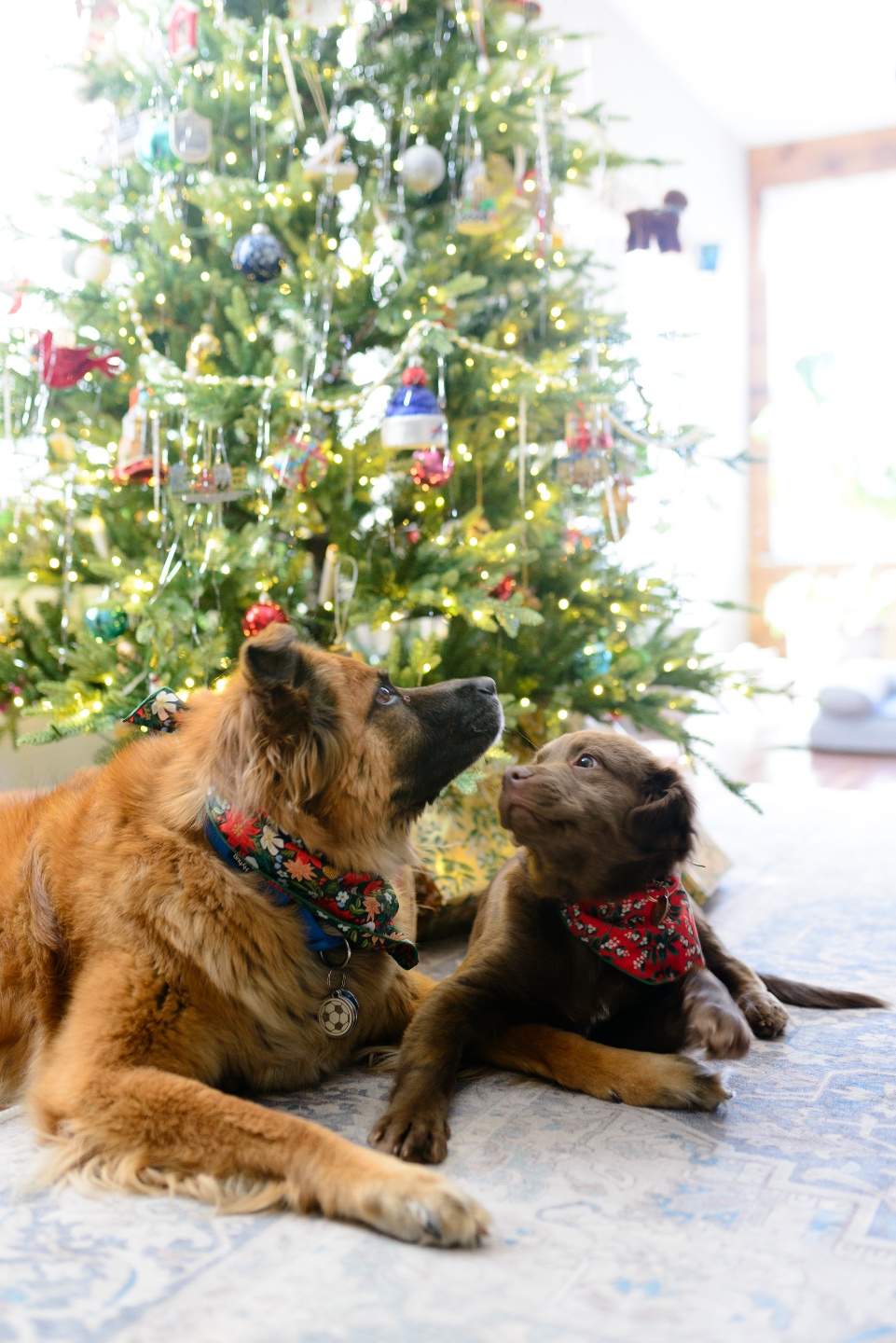 dogs under Christmas tree dogs under Christmas tree
