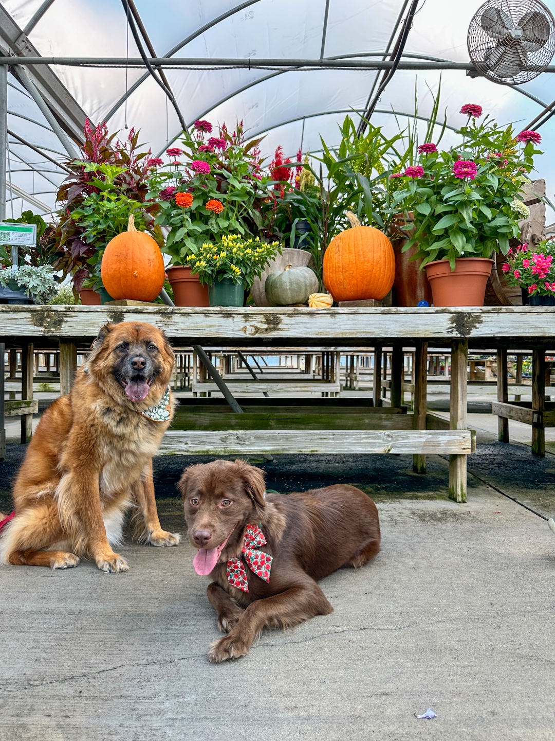 Fairview Garden Center dogs happy dogs Fairview Garden Center