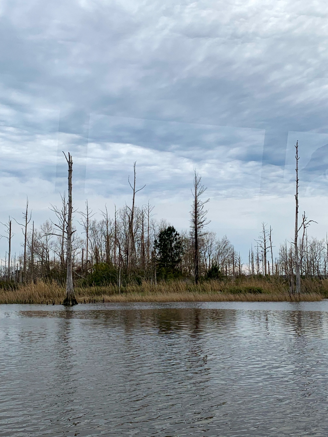 Scenic Boat Tour of the Cape Fear River