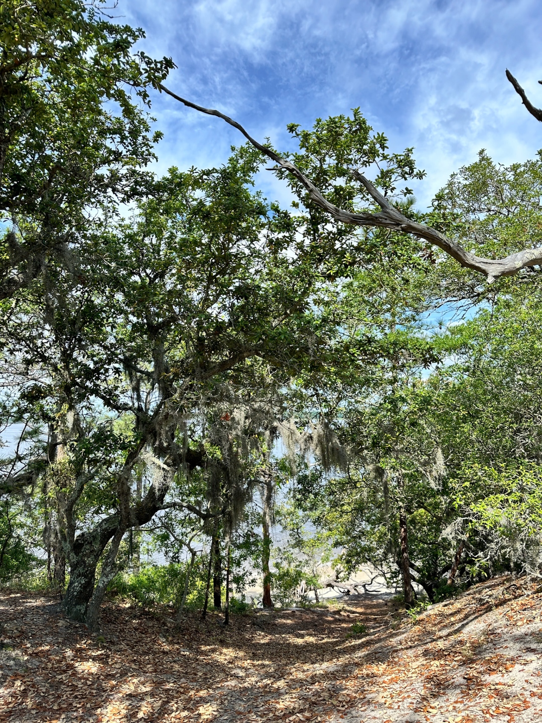Carolina Beach State Park | Best Things to Do in Wilmington NC in the Fall