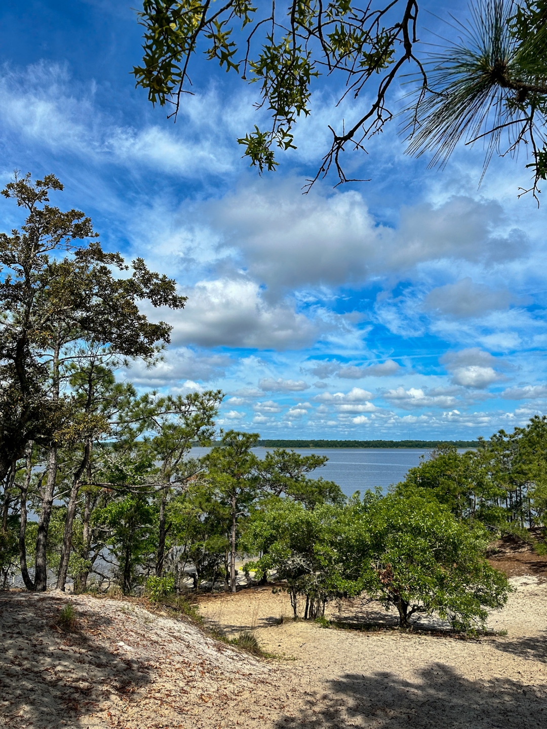 Carolina Beach State Park Wilmington