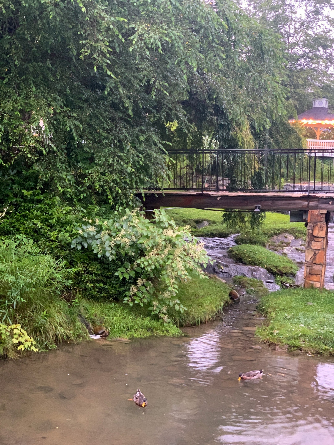 A small stream with two ducks swimming, bordered by lush greenery and a wooden bridge in the background.